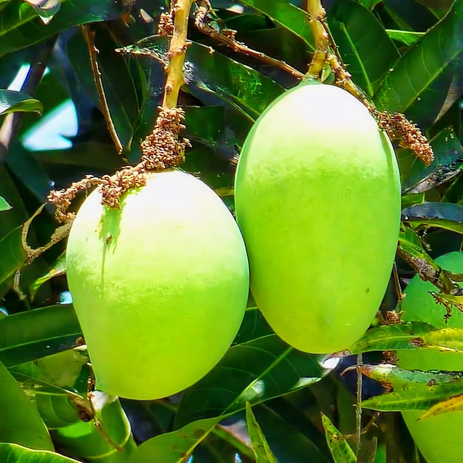 Bari 11 Mango Plant