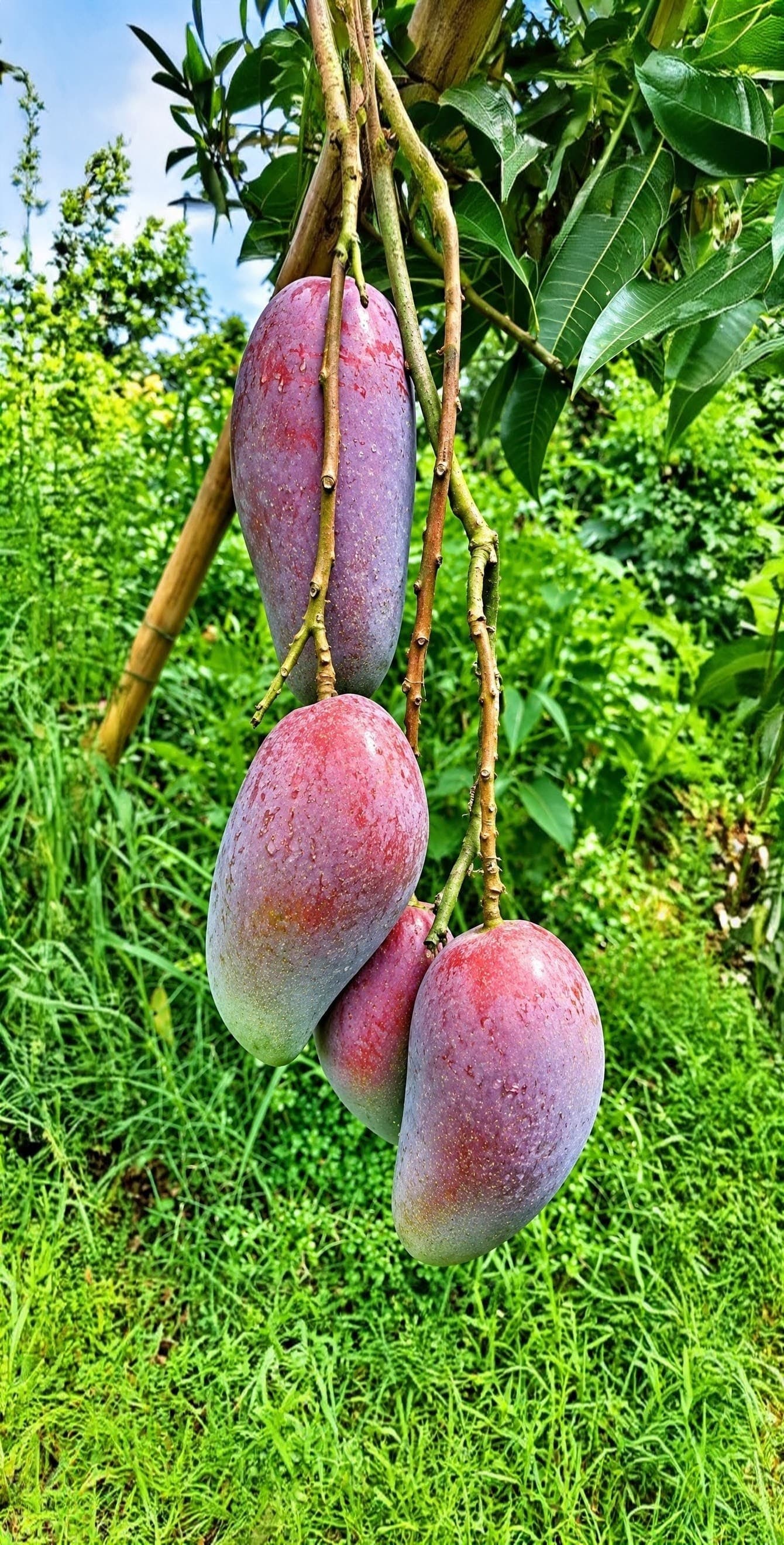 Chiang Mai Mango Plant