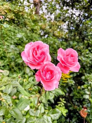 Queen Elizabeth or Pink Queen