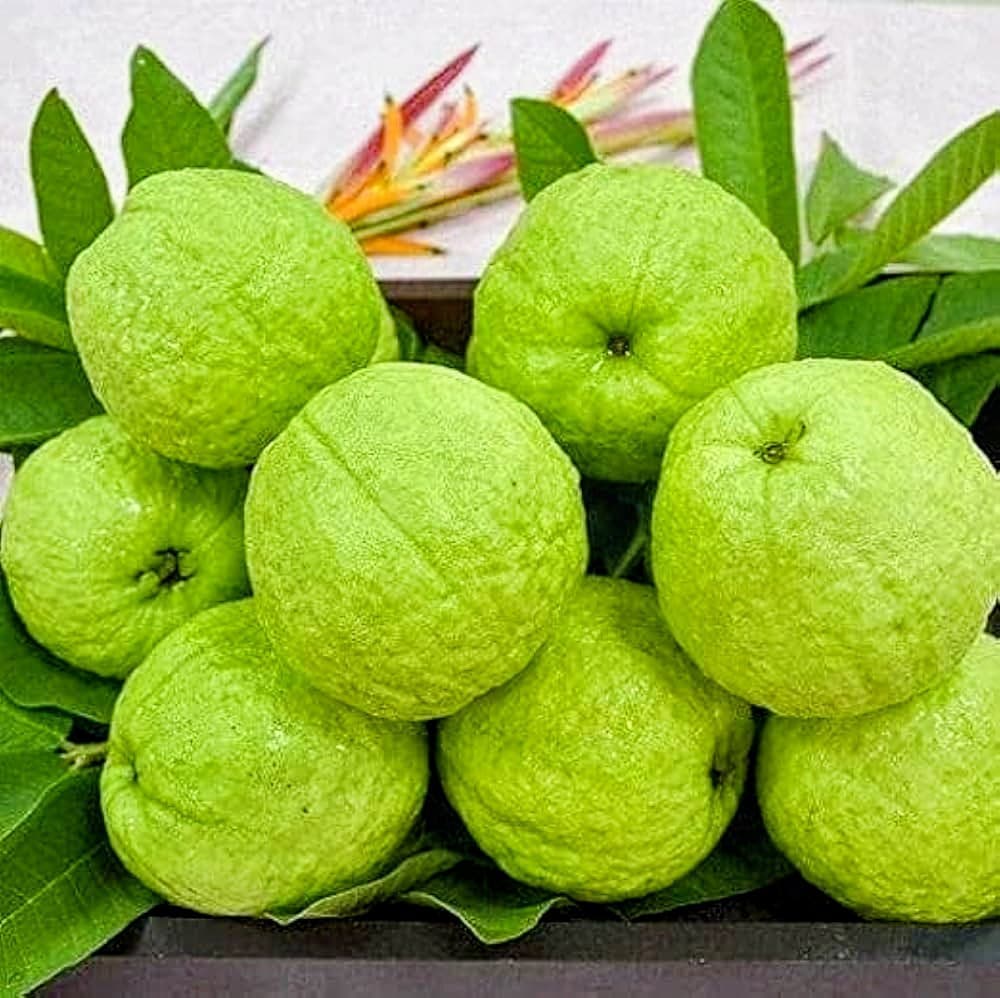 Guava (L-49) Plant