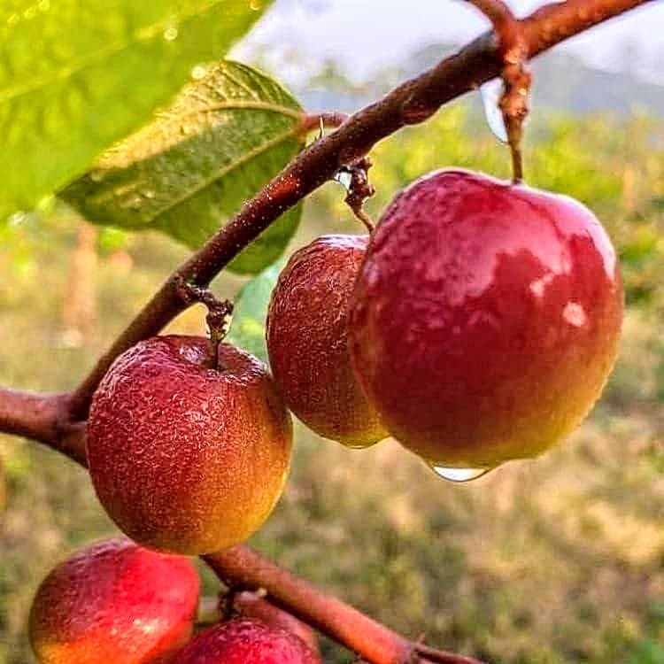 Ball Sundari Apple Ber Plant