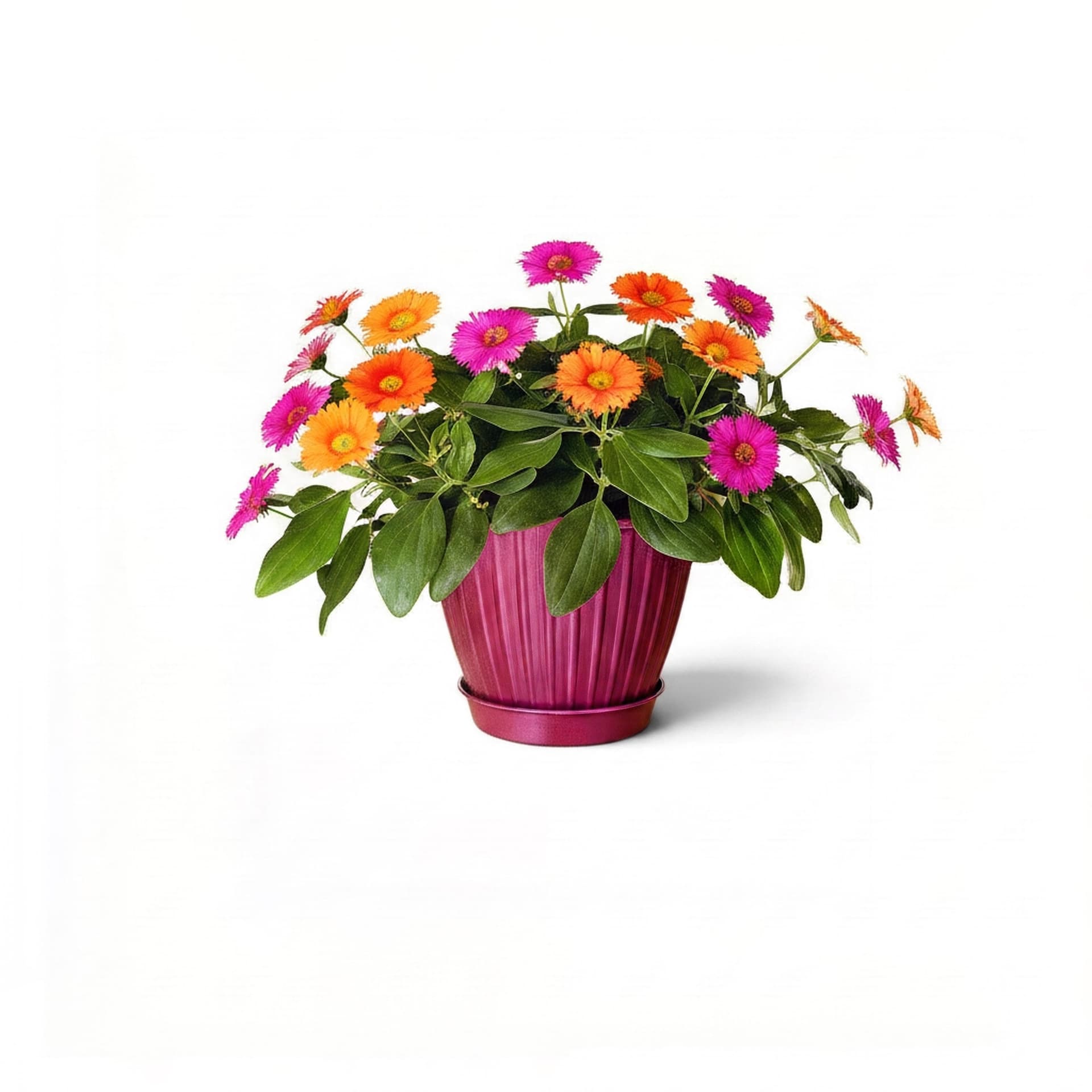 Flower Pot