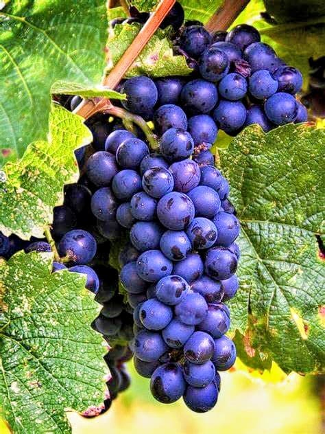 Black Grape Plant