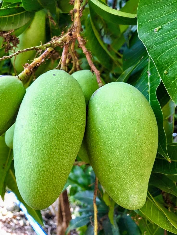 Nam Doc Mai Mango Plant