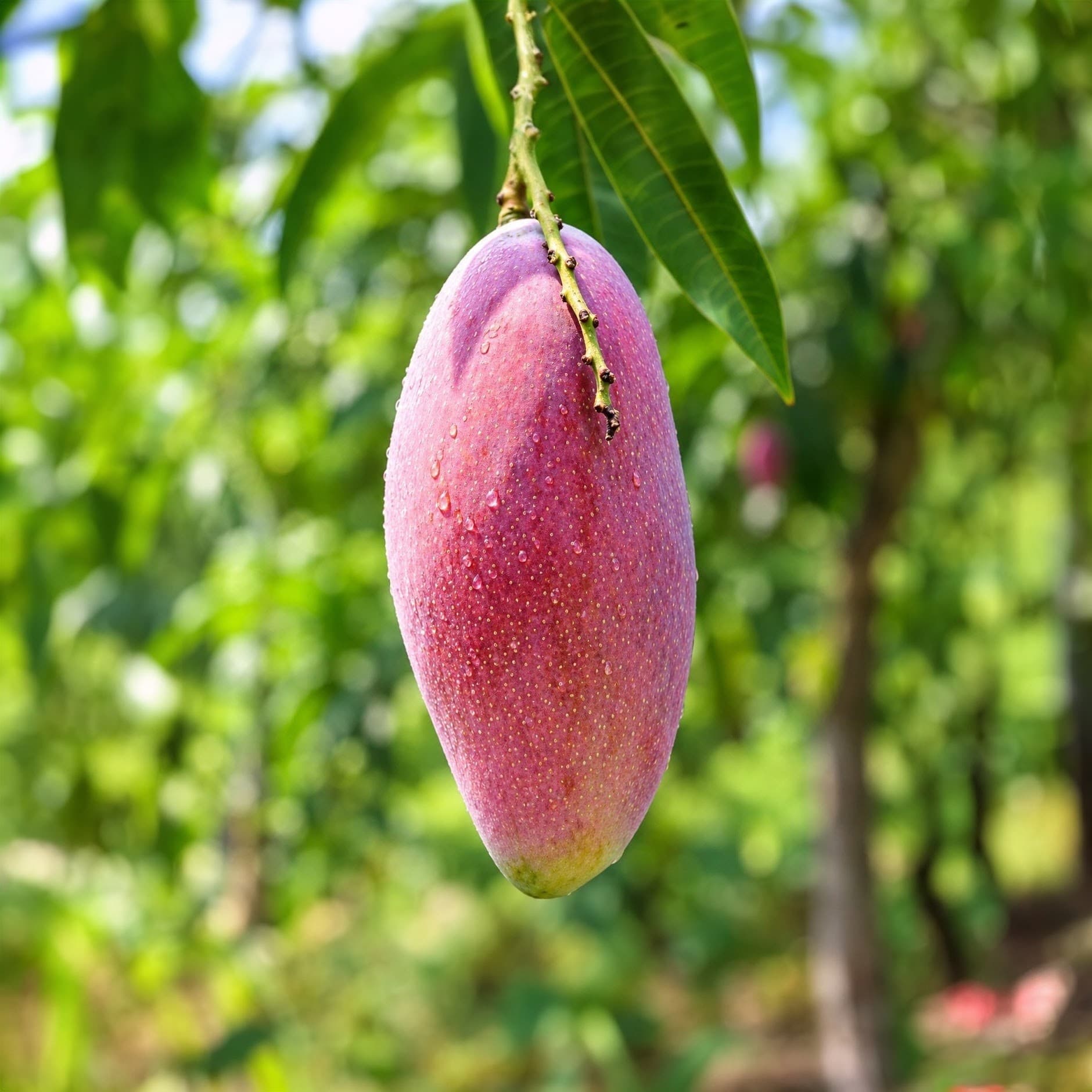 Red Ivory Mango Plant