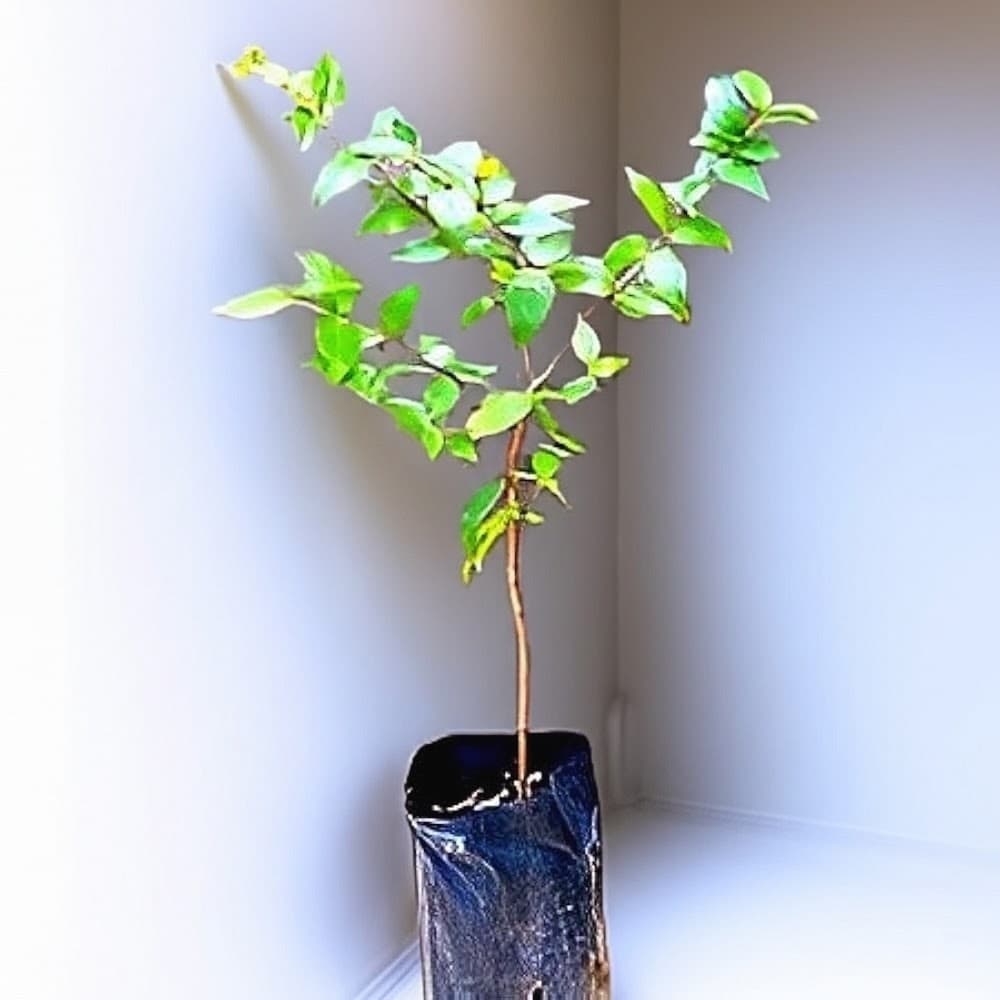 Karonda Plant (Carissa Carandas)