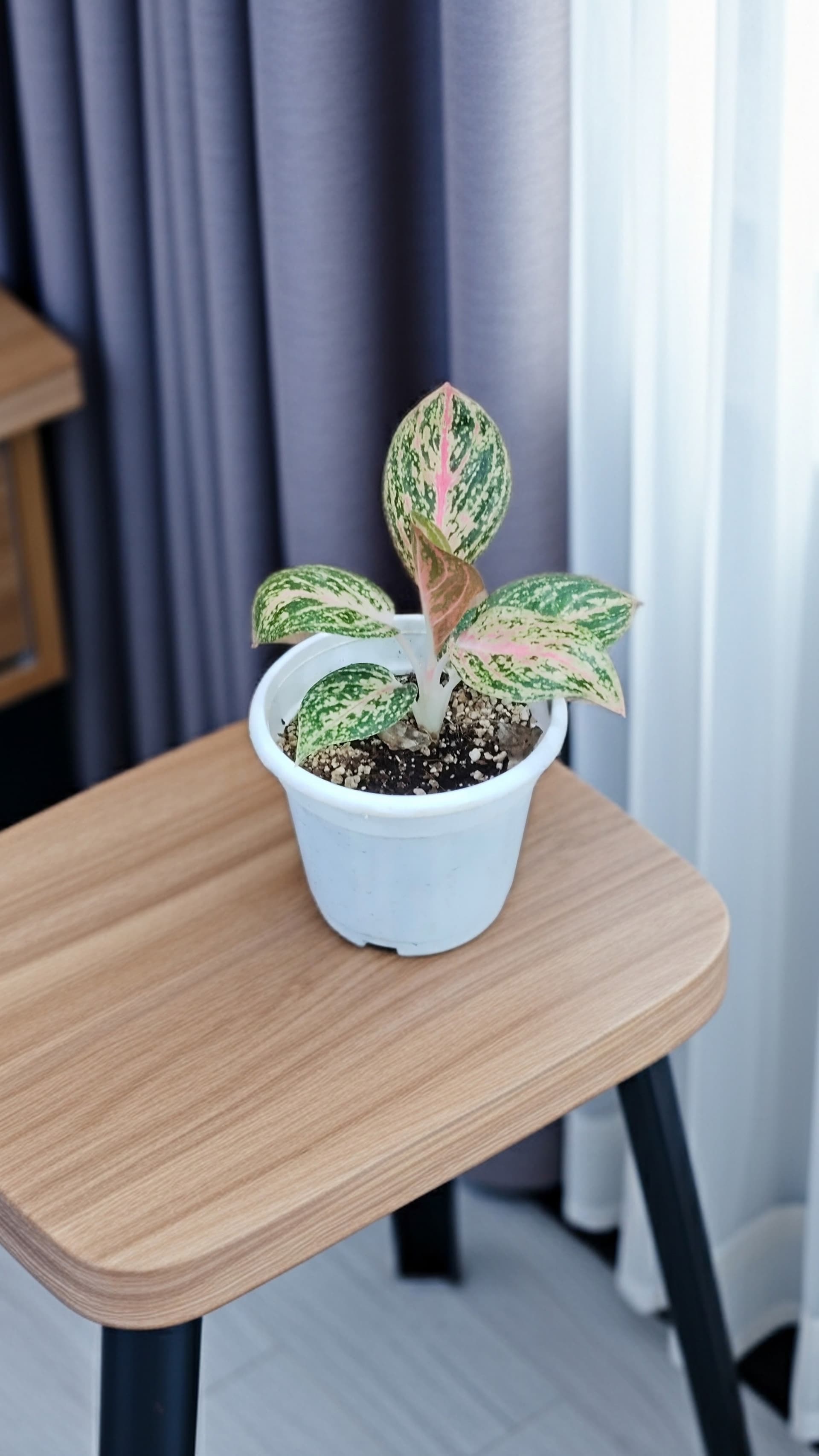 Aglaonema Red Widuri