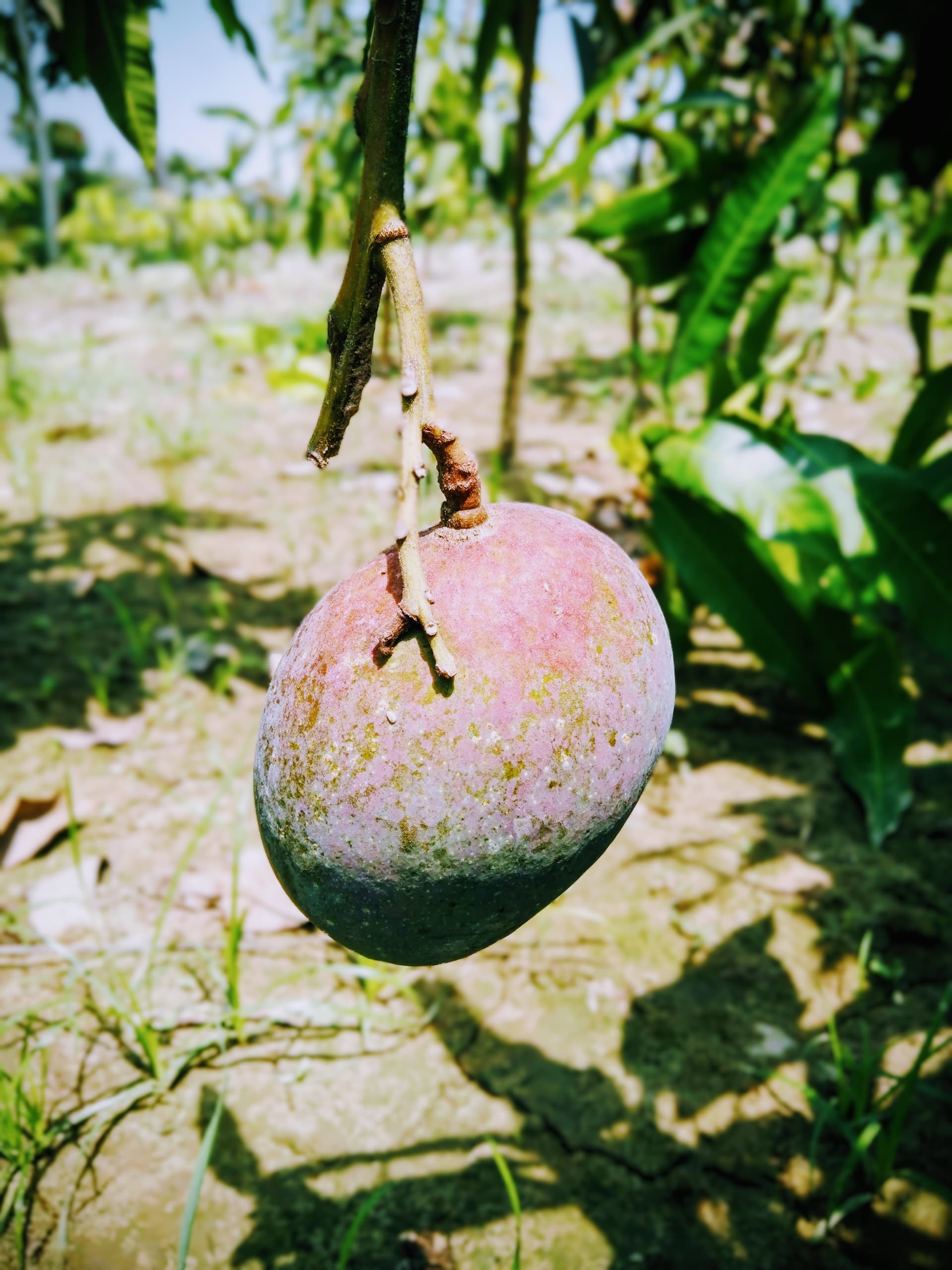 American Red Palmer Mango Plant