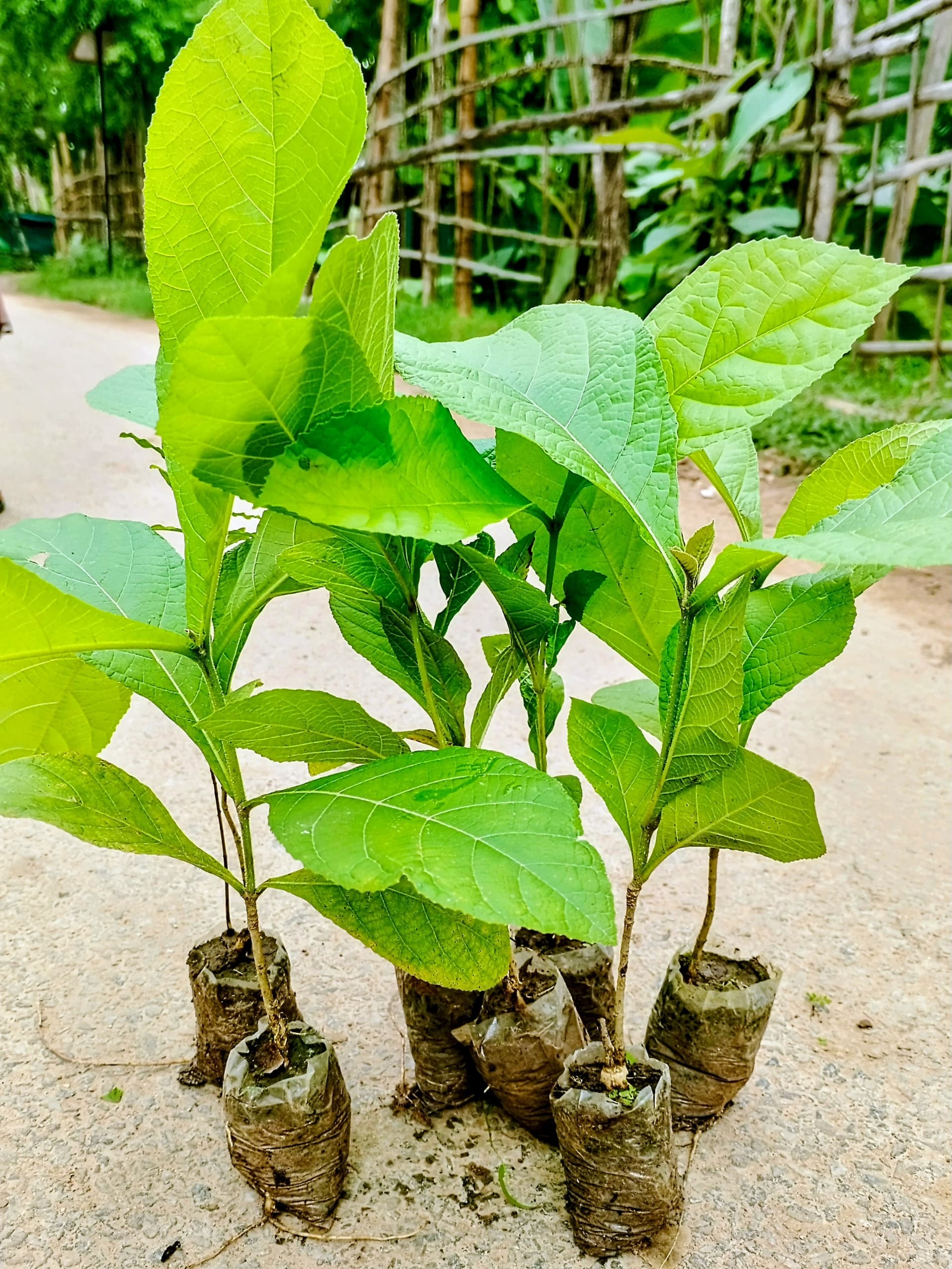 Teak (Sagwan) Plant (Pack of 5)