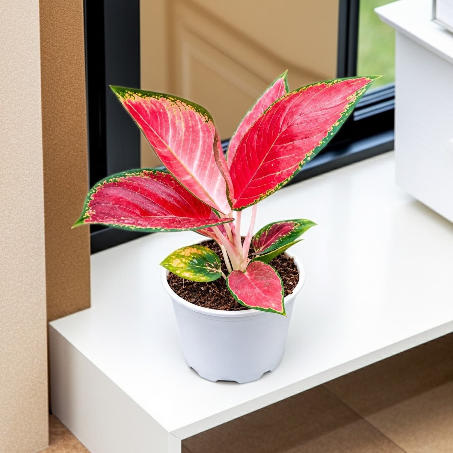 Aglaonema Red King Plant