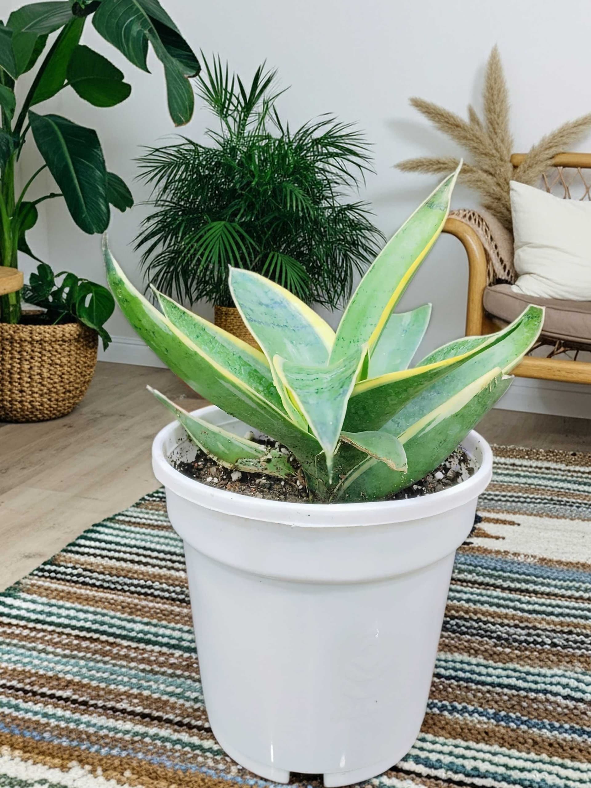Sansevieria Gabriella (Snake Plant)