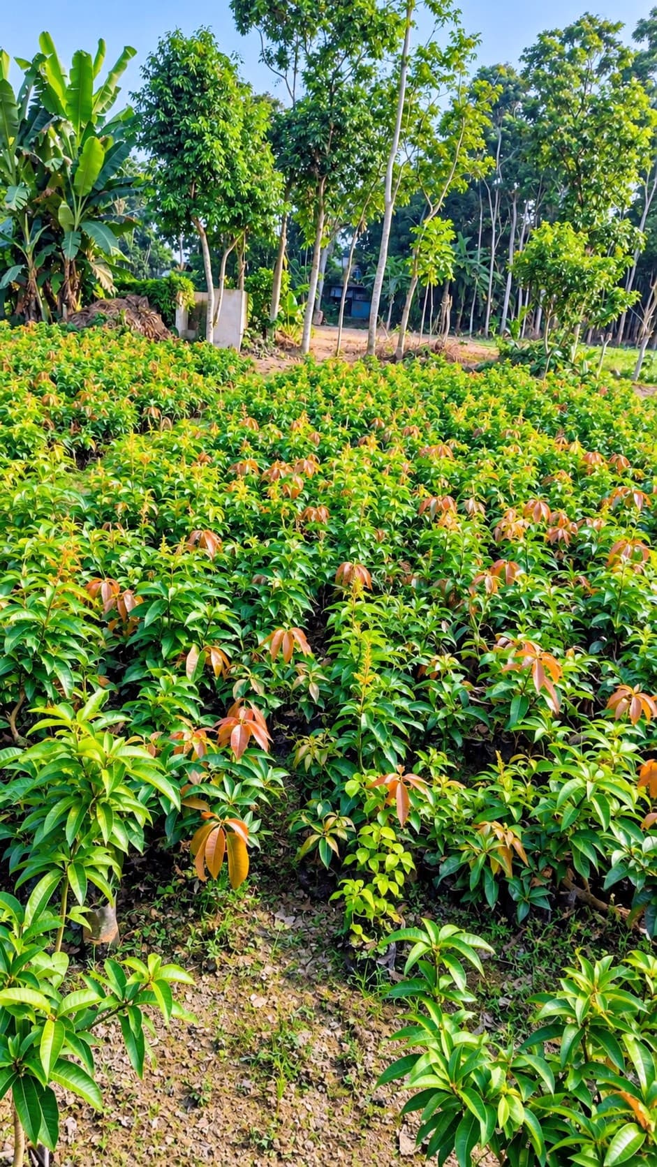 All Time Mango Plant