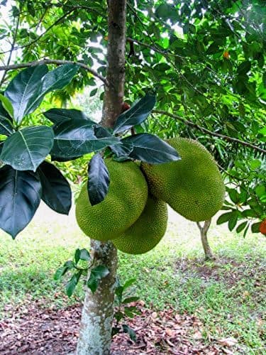 Red Jackfruit Plant