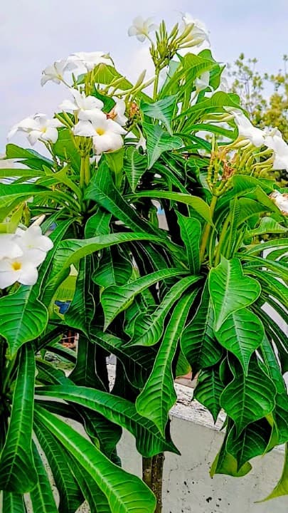 Nag Champa Flower Plant