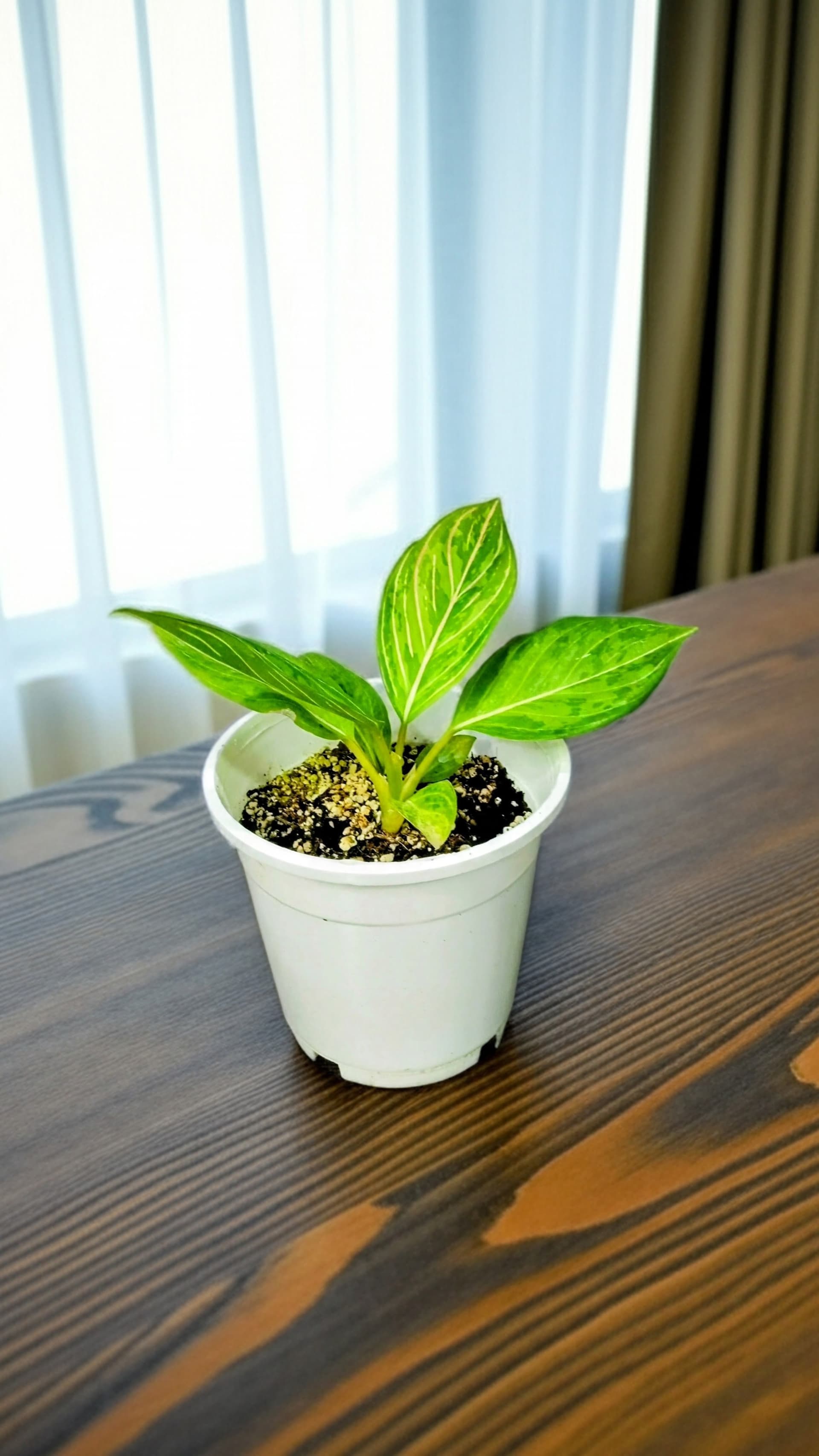 Aglaonema Green Army