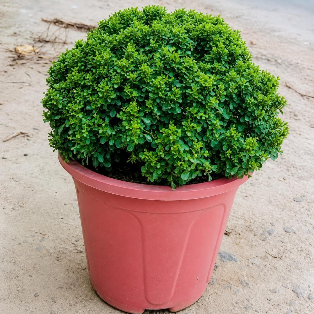 Table Kamini Plant