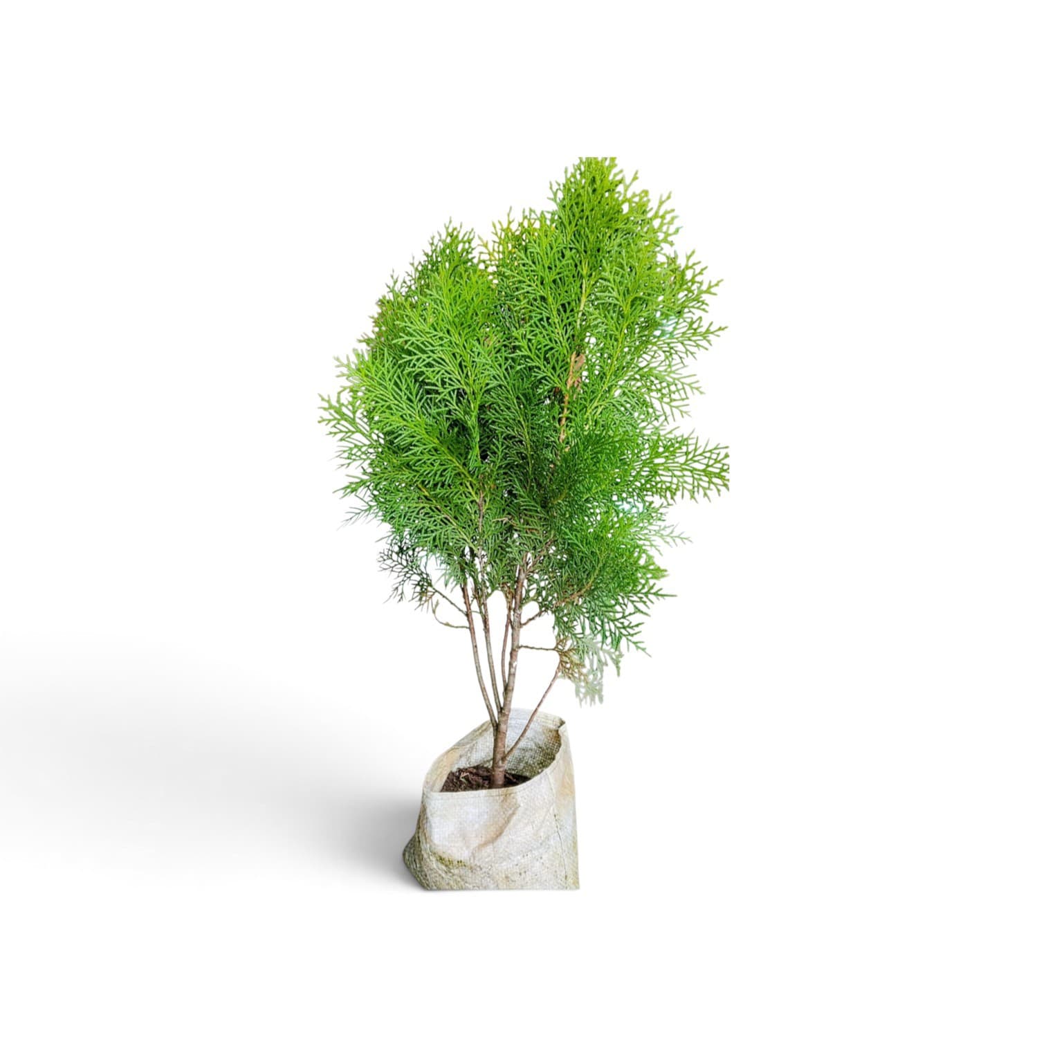 Thuja Plant