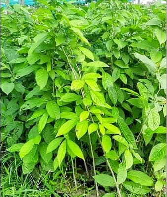 Jarul Plant (Pack of 3)