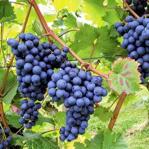 Black Grape Plant