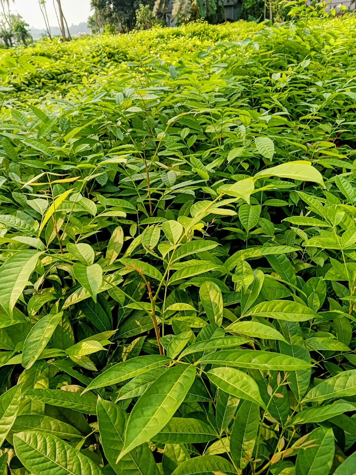 Mahogany Plant (Pack of 5)