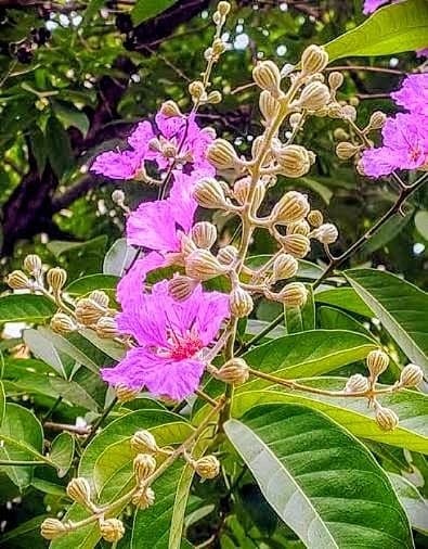 Jarul Plant (Pack of 3)