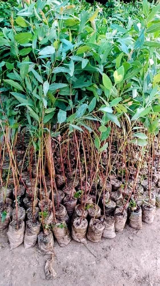 Eucalyptus Plant (Pack of 5)