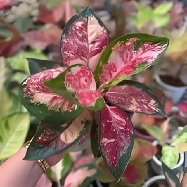 Aglaonema Cochin Tricolour Plant