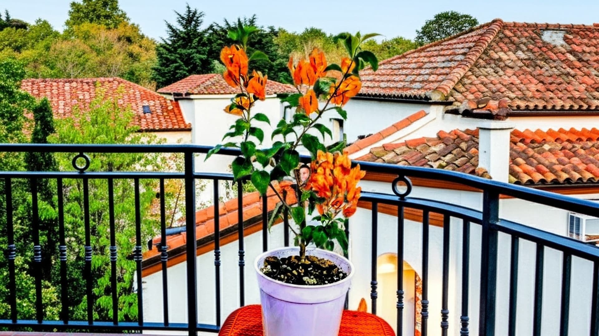 Chilli Orange