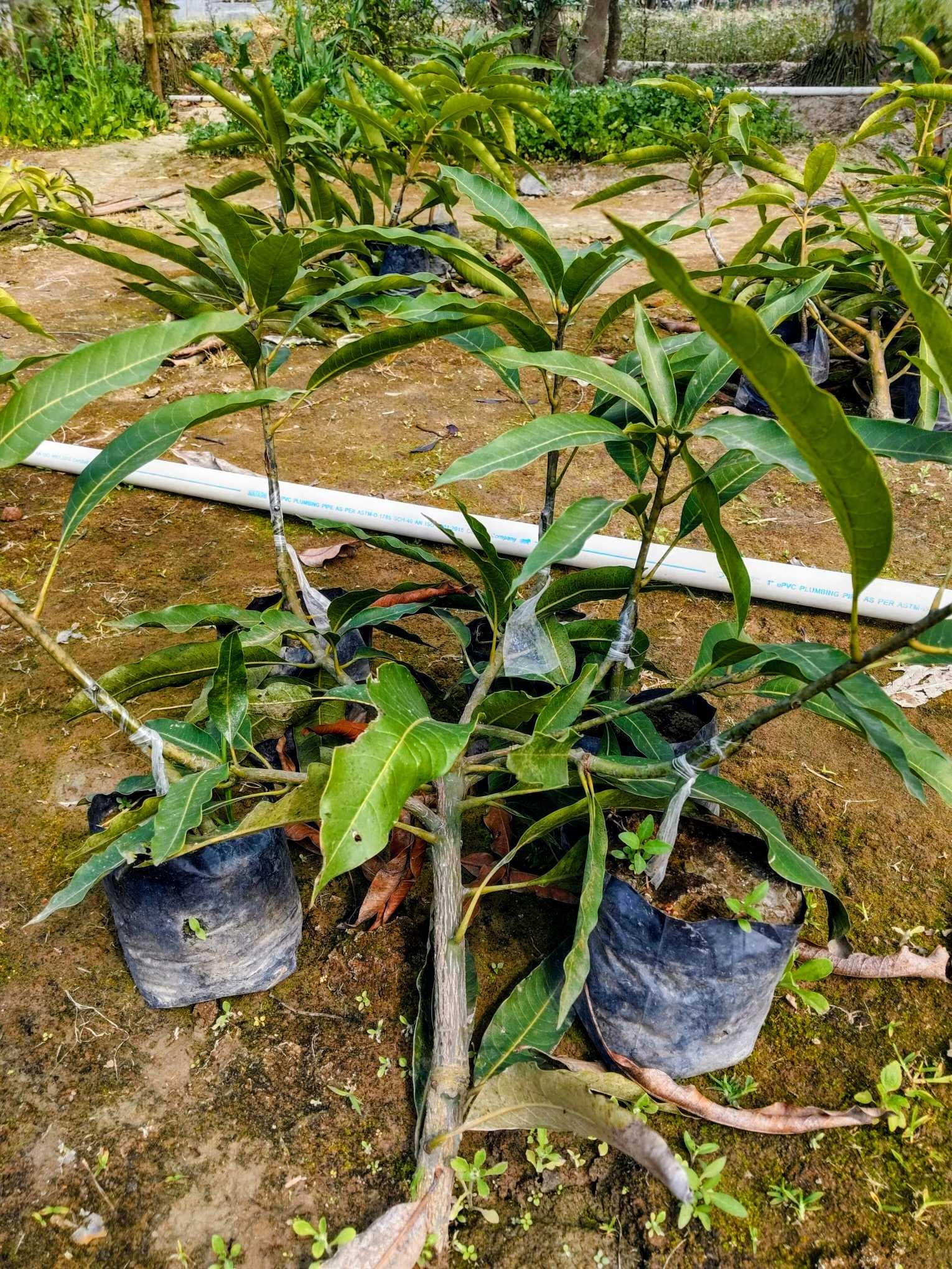 Bari 11 Mango Plant