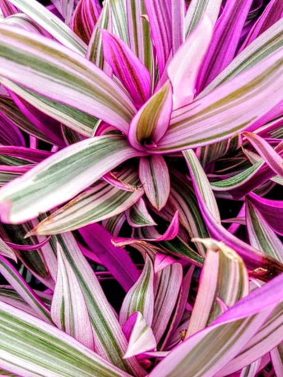 Rhoeo Plant