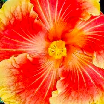 Bali Sunset Hibiscus Plant