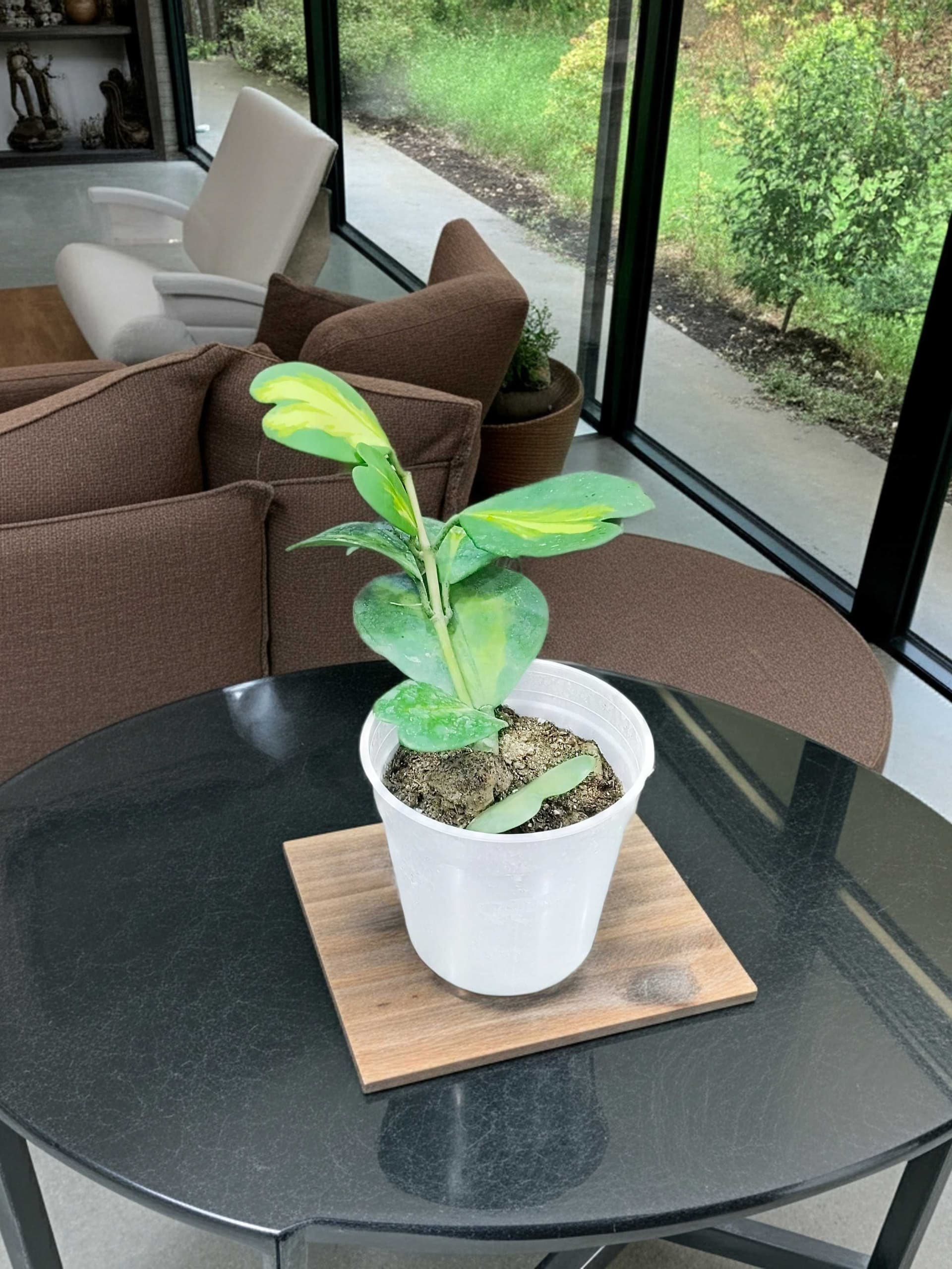Hoya Kerrii