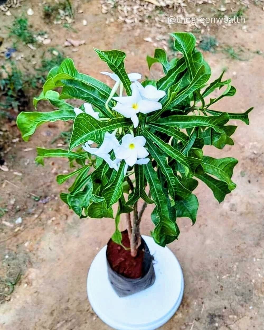 Nag Champa Flower Plant