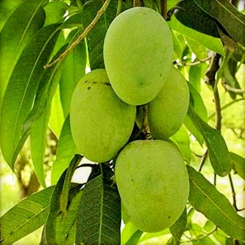 Himsagar Mango Plant