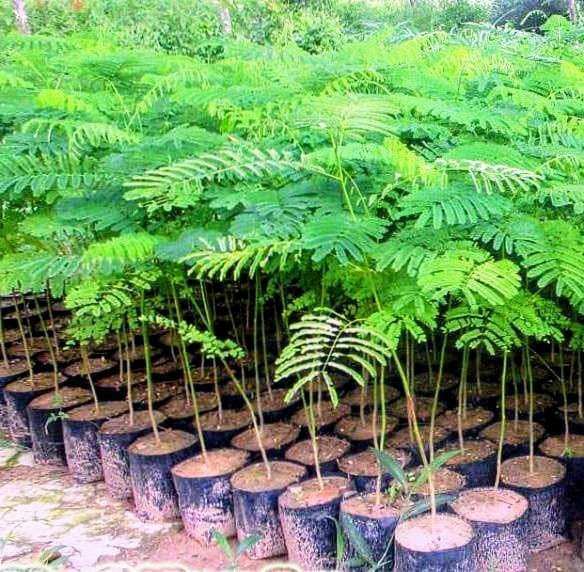 Gulmohar Plant (Pack of 5)