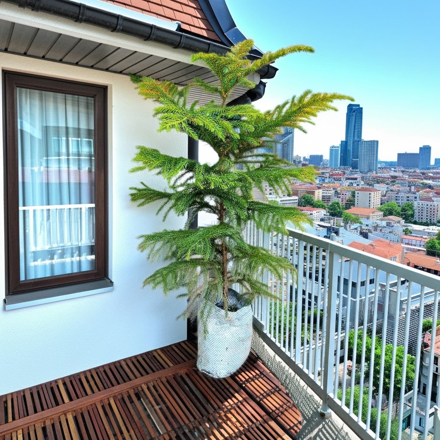 Christmas Tree Plant