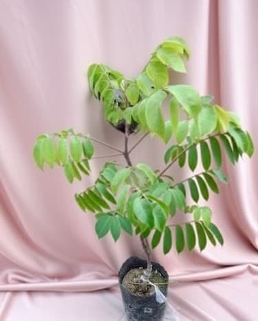 Sweet Star Fruit Plant