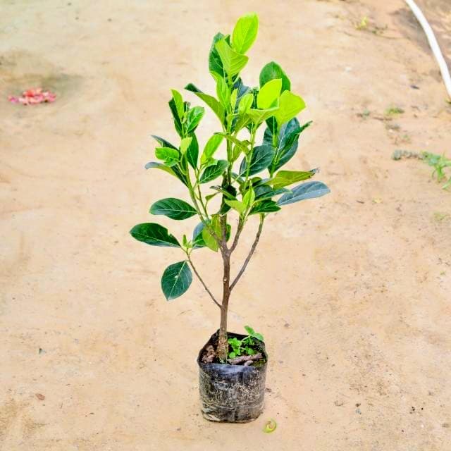 Red Jackfruit Plant