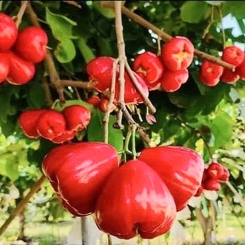 Water Apple Plant (Red)