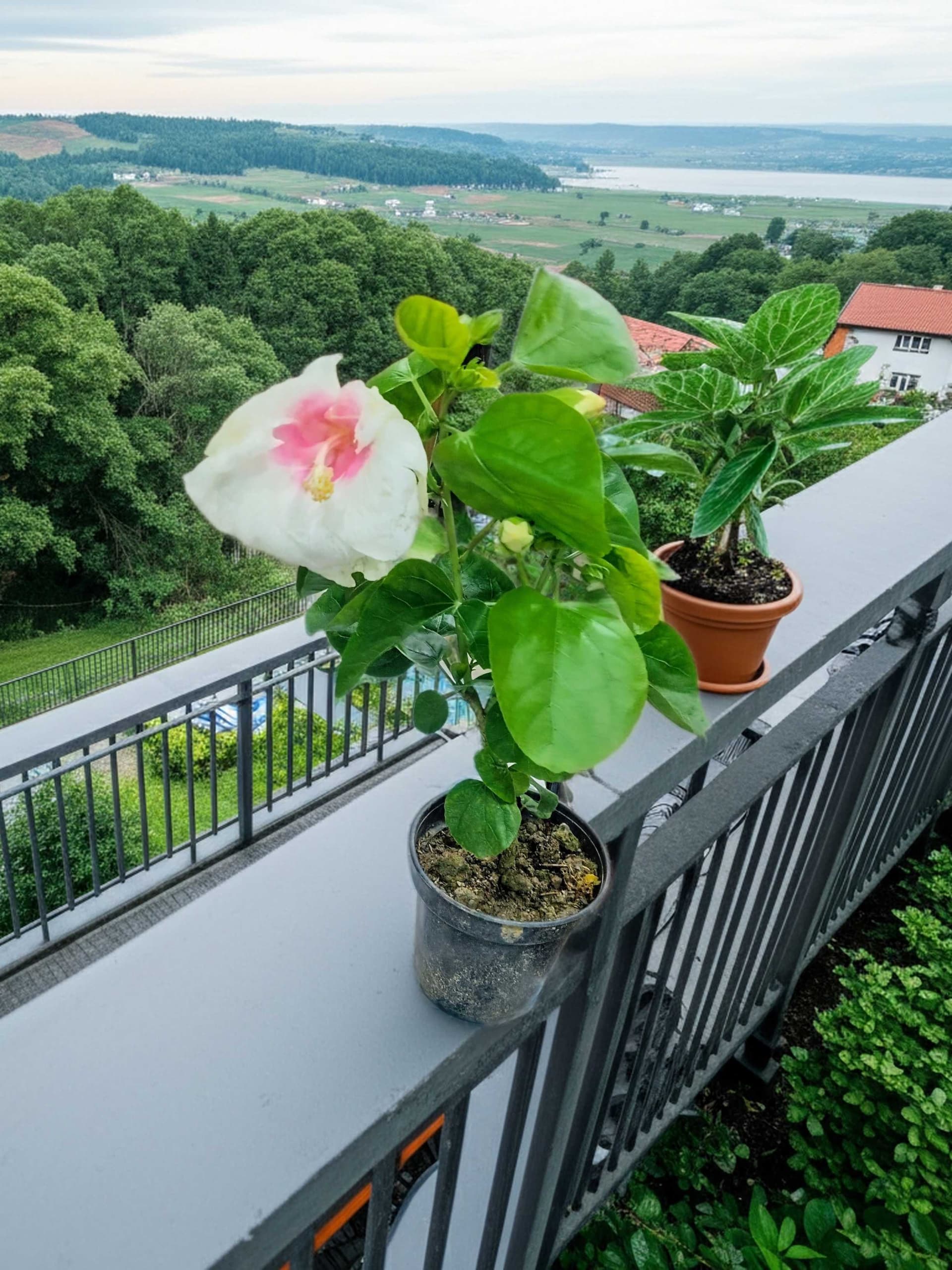 Tropical (White-red)