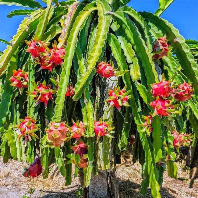 Dragon Fruit (Pink Flesh)