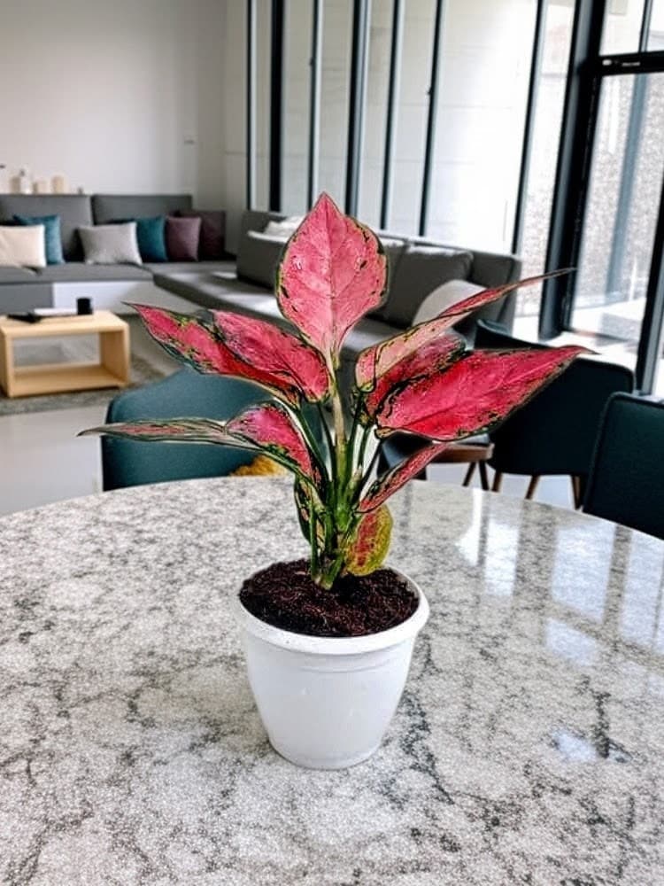 Aglaonema Red King Plant