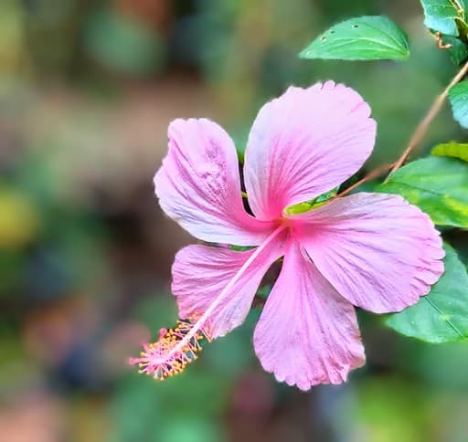 Desi Hibiscus Plant (Pink)