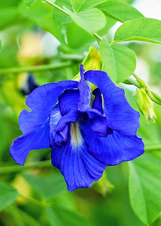Aparajita Double Petal (Blue)