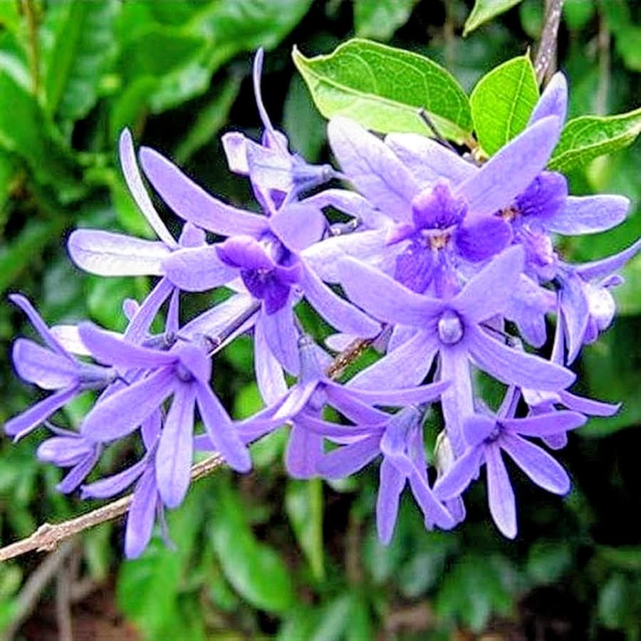 Nilmoni Lota Flower Plant