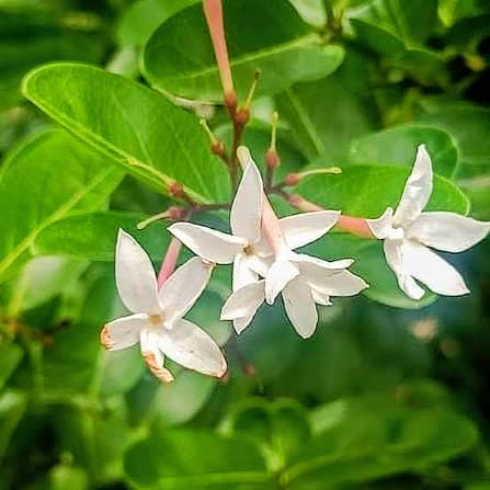 Karonda Plant (Carissa Carandas)