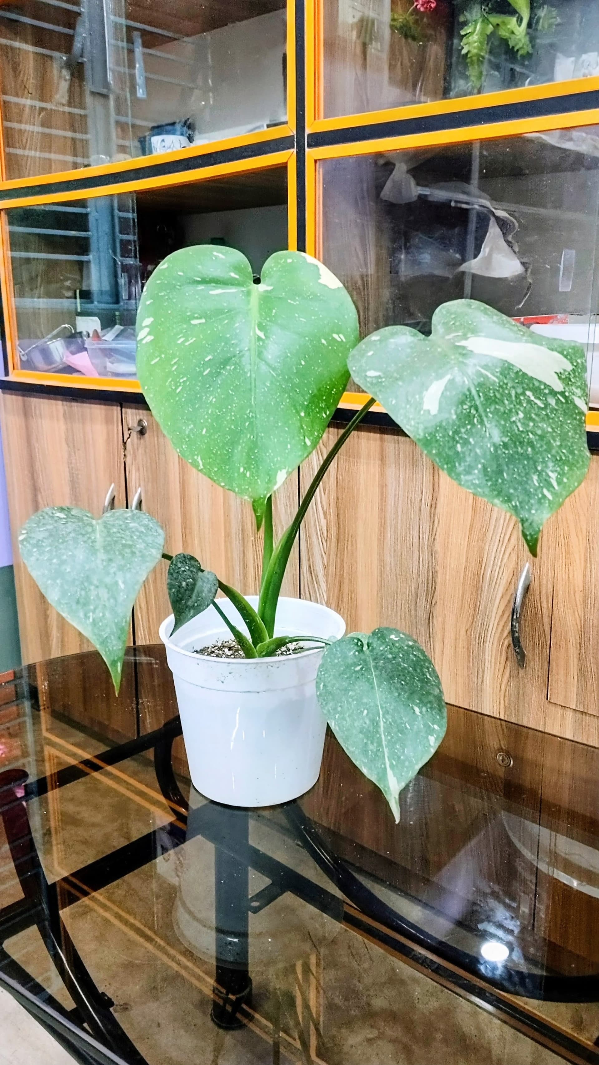 Monstera Thai Constellation Variegated