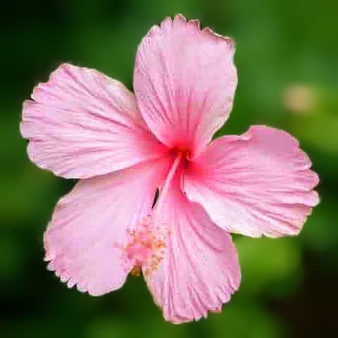 Desi Hibiscus Plant (Pink)