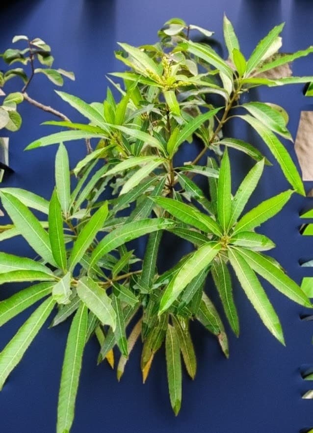 Subarnarekha Mango Plant