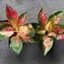 Aglaonema Cochin Tricolour Plant